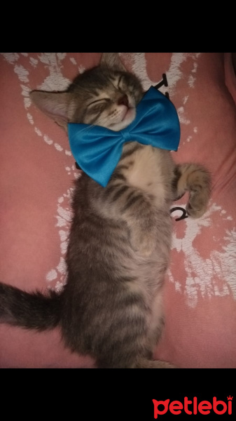 Tekir Kedi, Kedi  Fiona fotoğrafı