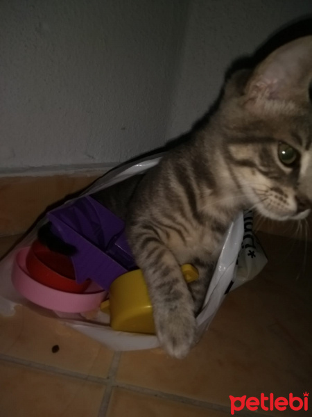Tekir Kedi, Kedi  Fiona fotoğrafı