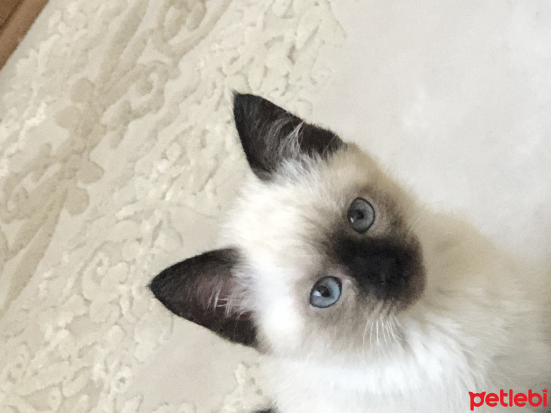 Siyam Kedisi, Kedi  Şanslı fotoğrafı