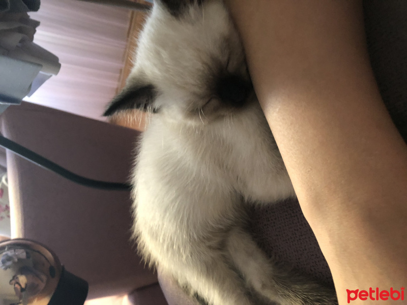 Siyam Kedisi, Kedi  Şanslı fotoğrafı