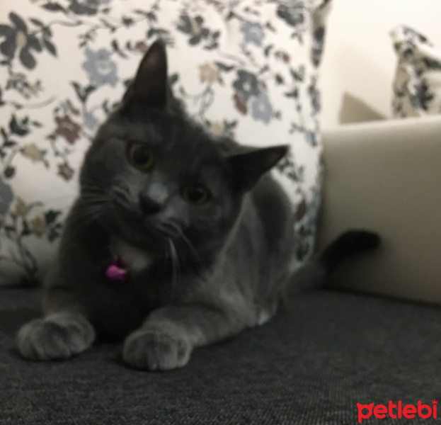 British Shorthair, Kedi  Hayki fotoğrafı
