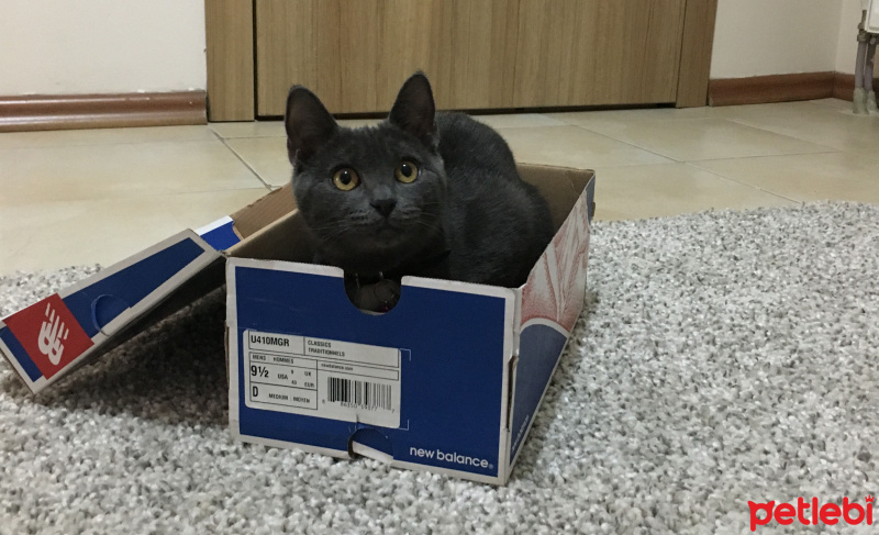 British Shorthair, Kedi  Hayki fotoğrafı