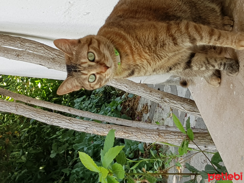 Tekir Kedi, Kedi  Çörek fotoğrafı