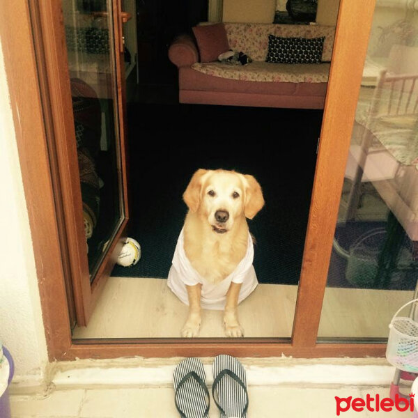 Golden Retriever, Köpek  Kavun fotoğrafı