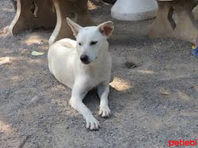 Sokö (Sokak Köpeği), Köpek  DOST fotoğrafı