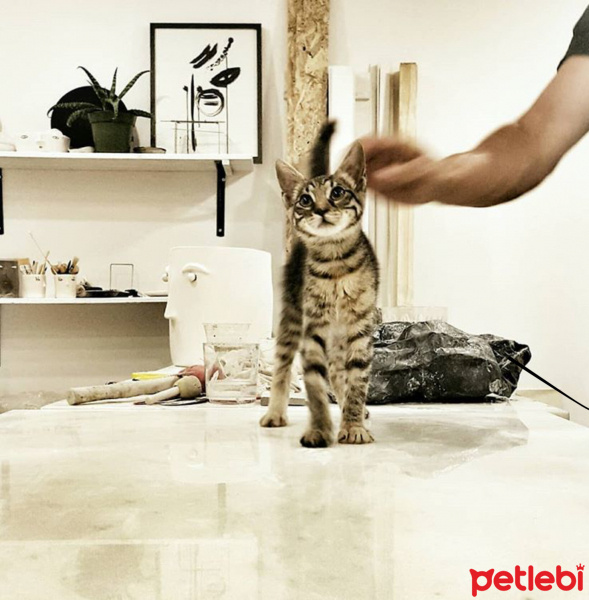 Tekir Kedi, Kedi  ELEKTRA fotoğrafı