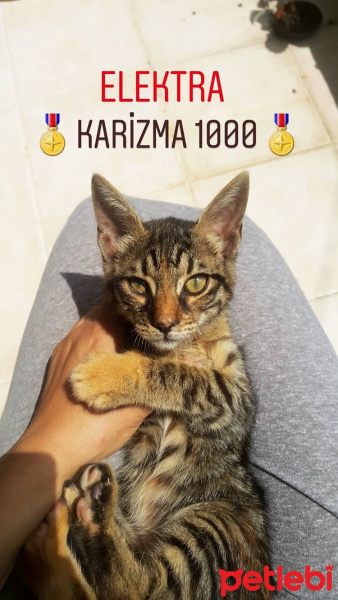 Tekir Kedi, Kedi  ELEKTRA fotoğrafı