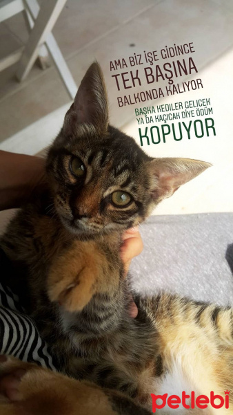 Tekir Kedi, Kedi  ELEKTRA fotoğrafı