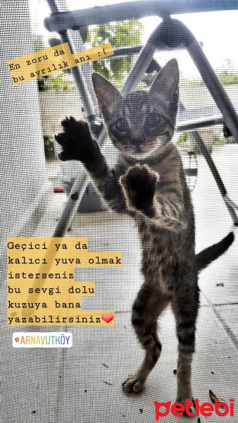 Tekir Kedi, Kedi  ELEKTRA fotoğrafı