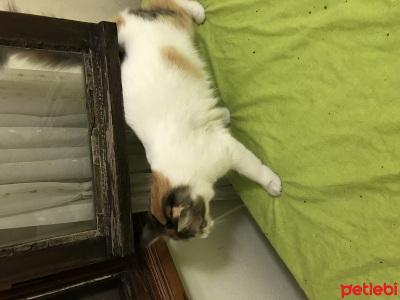 Tekir Kedi, Kedi  Fıstık fotoğrafı