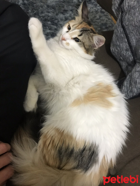 Tekir Kedi, Kedi  Fıstık fotoğrafı