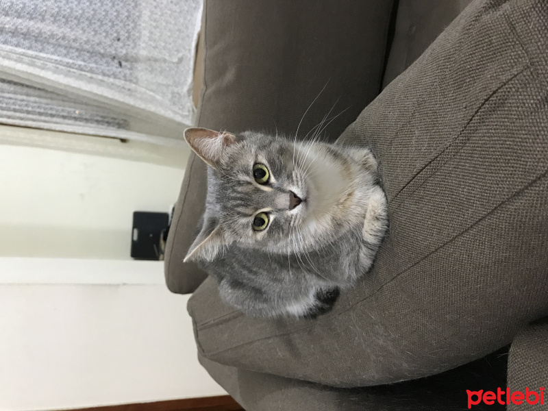 Tekir Kedi, Kedi  Lokum fotoğrafı