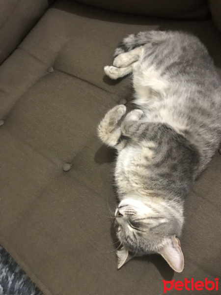 Tekir Kedi, Kedi  Lokum fotoğrafı