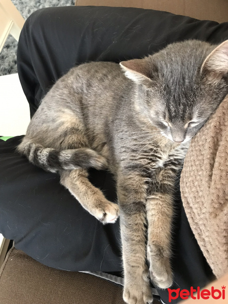 Tekir Kedi, Kedi  Lokum fotoğrafı