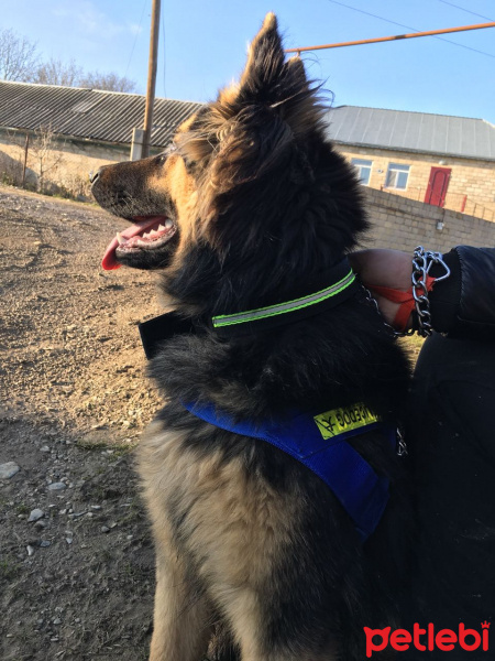 Alman Çoban Köpeği, Köpek  Cesur fotoğrafı