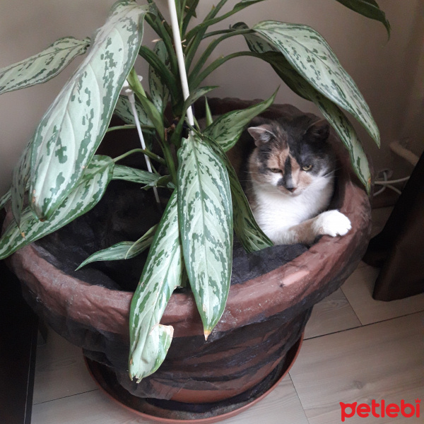 Colorpoint Shorthair, Kedi  Shila fotoğrafı