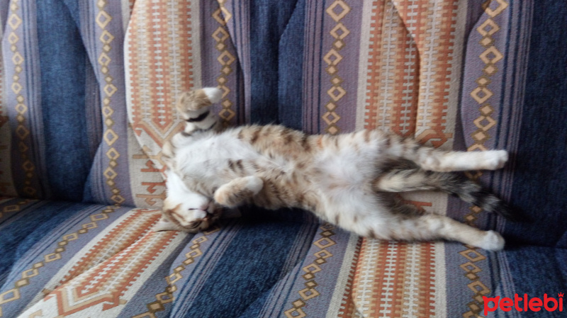 Tekir Kedi, Kedi  Prenses fotoğrafı