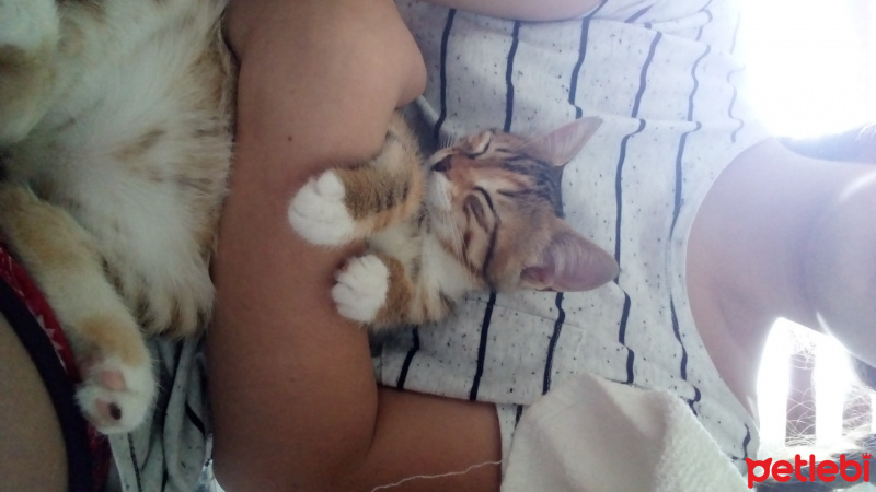Tekir Kedi, Kedi  Prenses fotoğrafı