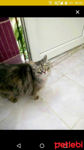 Tekir Kedi, Kedi  Elsa fotoğrafı