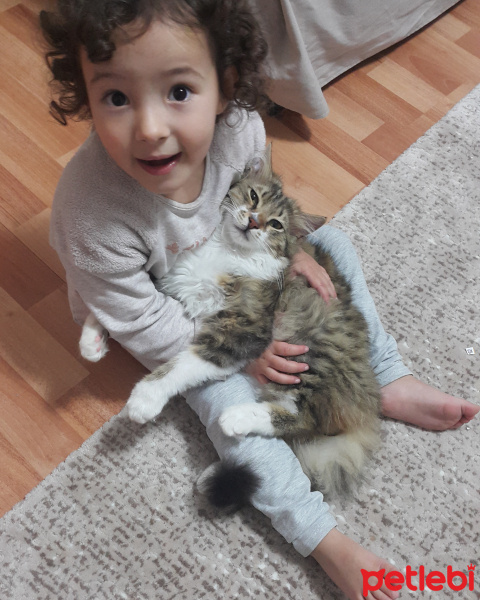 Tekir Kedi, Kedi  Justin fotoğrafı