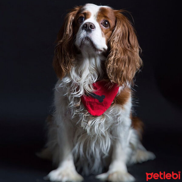 Cavalier King Charles Spanieli, Köpek  bubble fotoğrafı