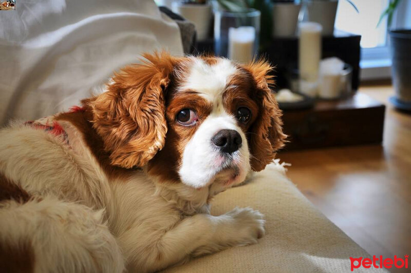 Cavalier King Charles Spanieli, Köpek  bubble fotoğrafı