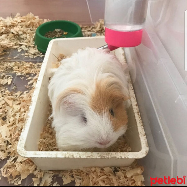 Guinea Pig, Kemirgen  FISTIK fotoğrafı