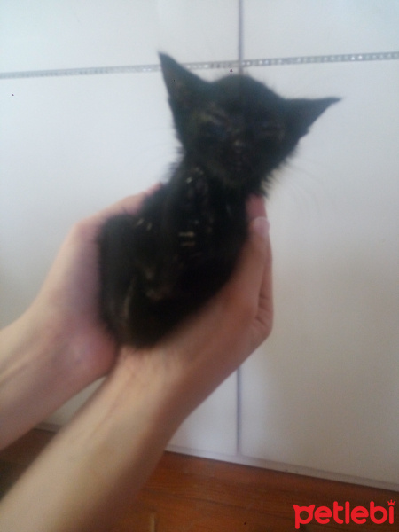 Tekir Kedi, Kedi  İsimsiz fotoğrafı