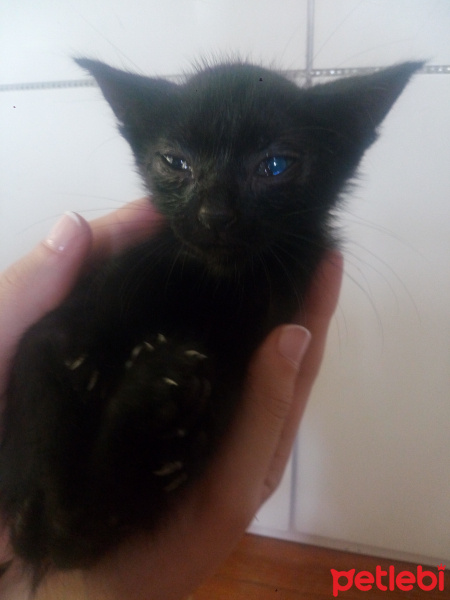 Tekir Kedi, Kedi  İsimsiz fotoğrafı