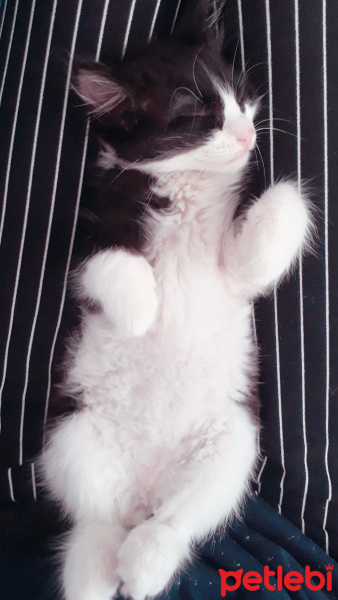 Tekir Kedi, Kedi  Osman fotoğrafı