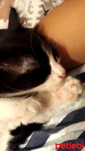 Tekir Kedi, Kedi  Osman fotoğrafı