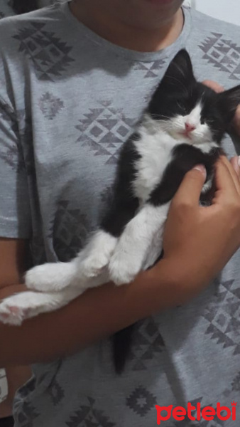 Tekir Kedi, Kedi  Osman fotoğrafı