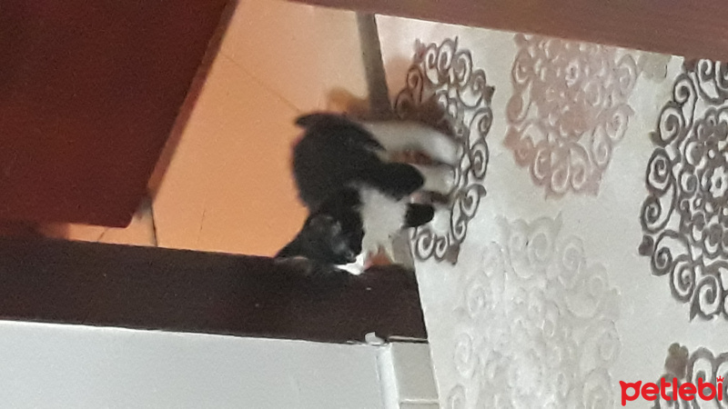 Tekir Kedi, Kedi  Osman fotoğrafı