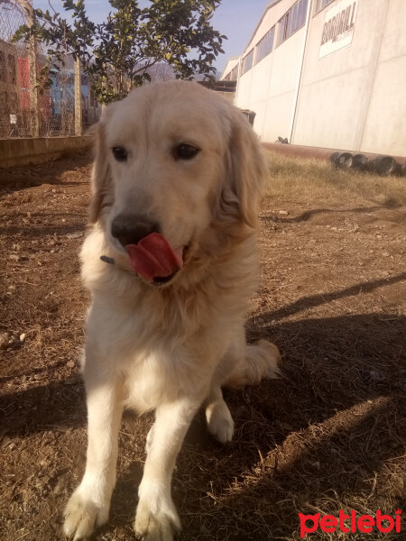 Golden Retriever, Köpek  Paşa fotoğrafı