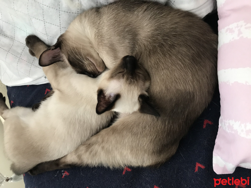 Siyam Kedisi, Kedi  Mia fotoğrafı