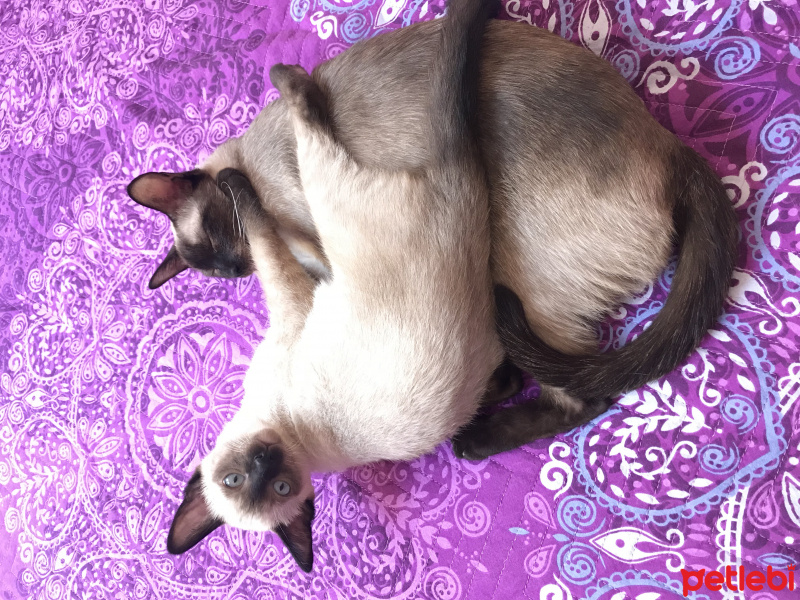 Siyam Kedisi, Kedi  Mia fotoğrafı