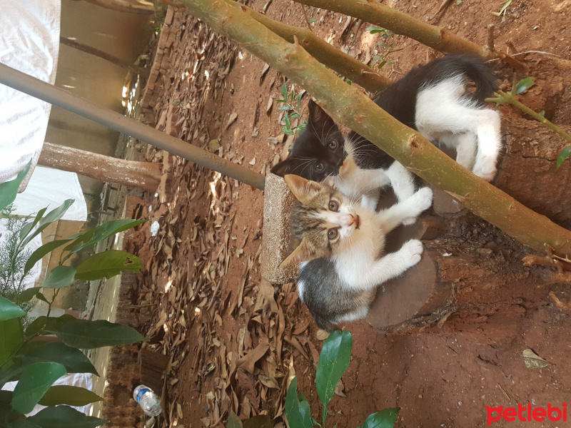 European Shorthair, Kedi  Adi yok fotoğrafı