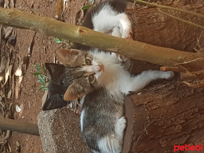 European Shorthair, Kedi  Adi yok fotoğrafı