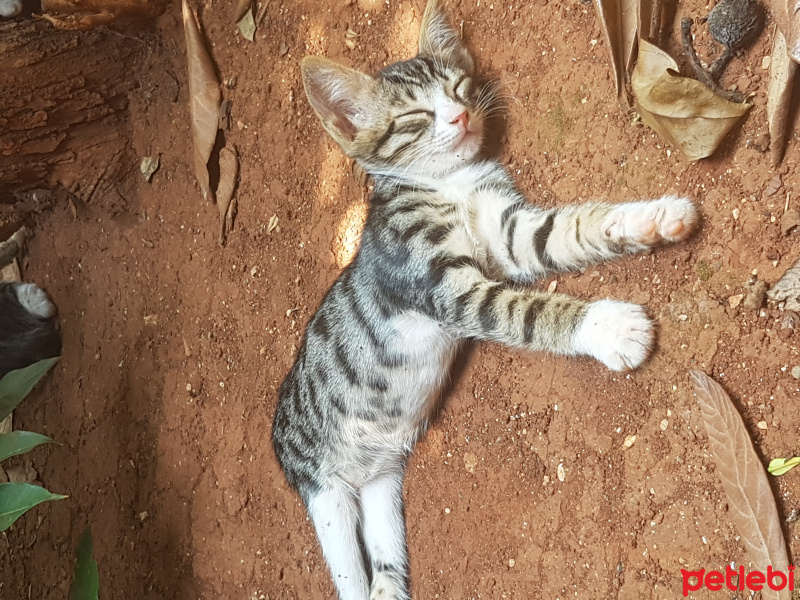 European Shorthair, Kedi  Adi yok fotoğrafı