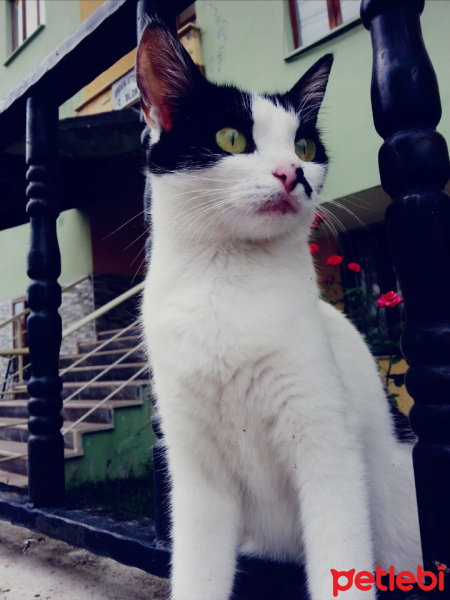Tuxedo (Smokin) Kedi, Kedi  Peter fotoğrafı