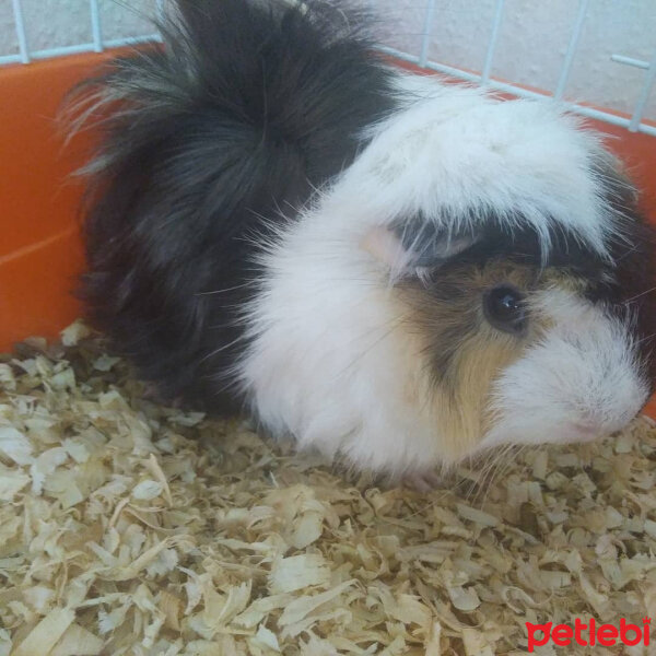 Guinea Pig, Kemirgen  Charlie fotoğrafı