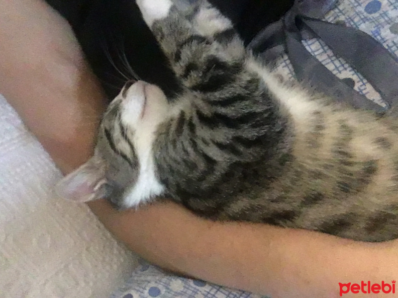 Tekir Kedi, Kedi  Woddy fotoğrafı