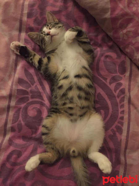 Tekir Kedi, Kedi  Woddy fotoğrafı