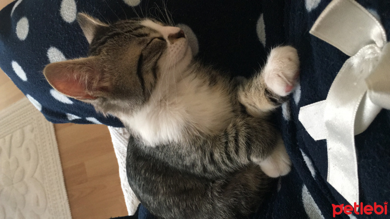 Tekir Kedi, Kedi  Woddy fotoğrafı