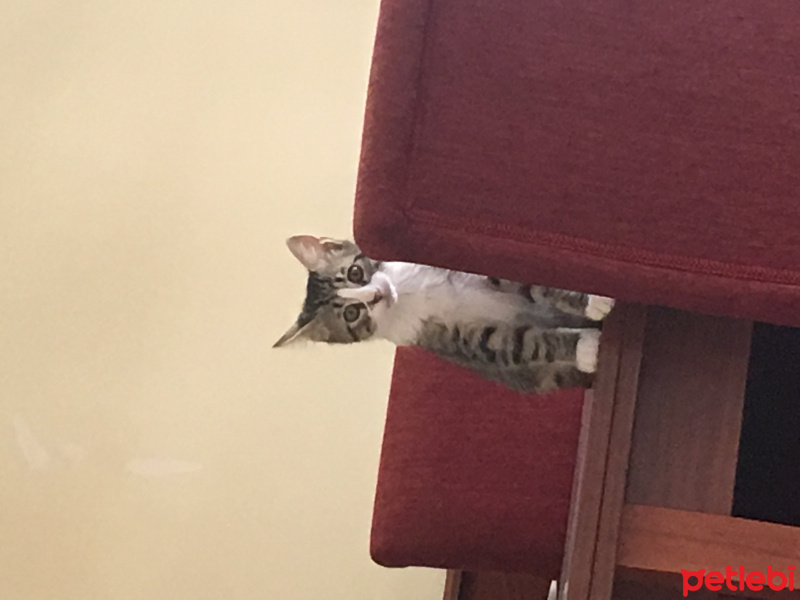 Tekir Kedi, Kedi  Woddy fotoğrafı