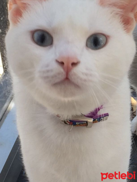 Ankara Kedisi, Kedi  Pixel fotoğrafı