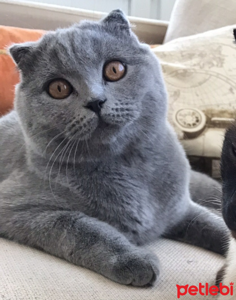 Scottish Fold, Kedi  Rıfkı fotoğrafı