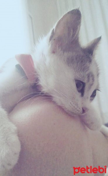 Tekir Kedi, Kedi  Cips fotoğrafı