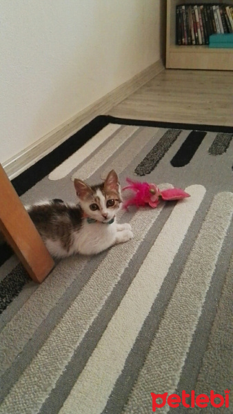 Tekir Kedi, Kedi  Cips fotoğrafı