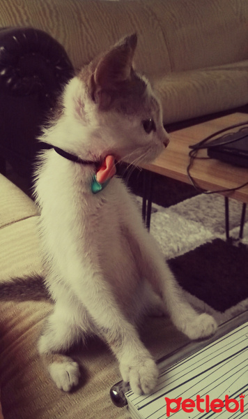 Tekir Kedi, Kedi  Cips fotoğrafı